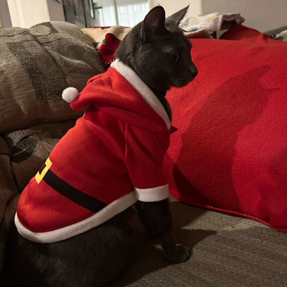 Santa Pet Cat Outfit